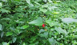 试上超然台上看 试上超然台上看