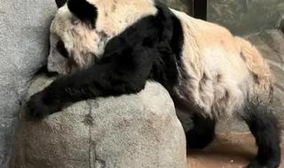 丫丫为什么送去美国