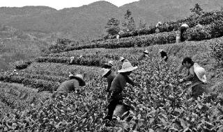 尤溪九阜山 尤溪九阜山