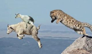 雪豹主题曲 雪豹主题曲