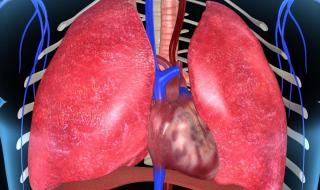 肺在人体的哪个位置图 肺在人体的哪个位置图