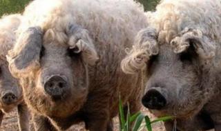 猪是哪个国家的国宝 猪是哪个国家的国宝